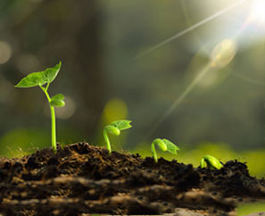 微(wēi)生(shēng)物(wù)菌肥