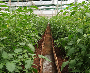 有(yǒu)機(jī)水(shuǐ)溶肥系列